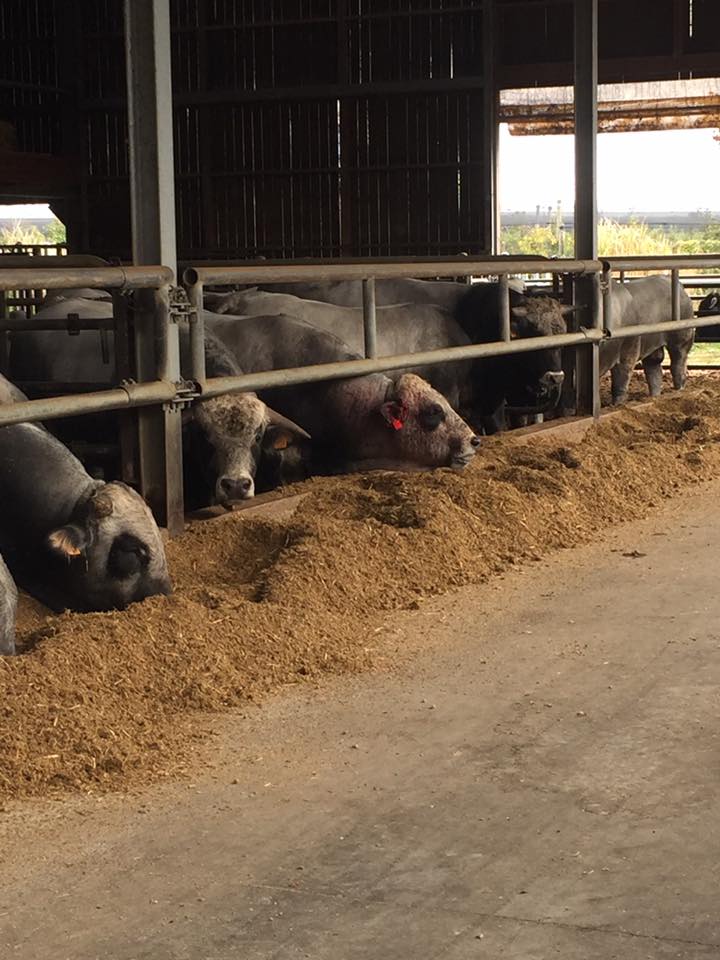 CFA Obernai vaches